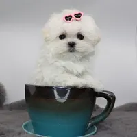 Micro girl Fig, a female Maltese for sale in Los Angeles, CA – Photo 3 of 5