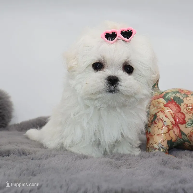 Micro girl Fig – Maltese puppy for sale in Los Angeles, CA