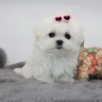 Micro girl Fig, a female Maltese for sale in Los Angeles, CA – Photo 1 of 5