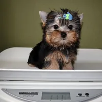 Scout, a male Yorkshire Terrier for sale in Los Angeles, CA – 5 of 5