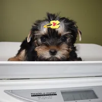 Moonpie, a female Yorkshire Terrier for sale in Los Angeles, CA – 5 of 5