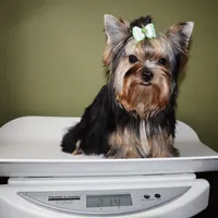 Django, a male Yorkshire Terrier for sale in Los Angeles, CA – 5 of 5