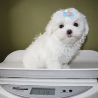 Ziggy, a male Maltese for sale in Los Angeles, CA – 5 of 5
