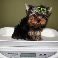 Django, a male Yorkshire Terrier for sale in Los Angeles, CA – 5 of 5