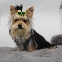 AKC Nico, a male Yorkshire Terrier for sale in Los Angeles, CA – 2 of 5