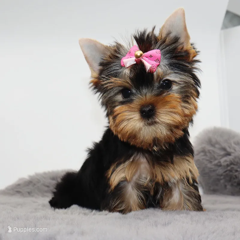 Ginger – Yorkshire Terrier puppy for sale in Los Angeles, CA