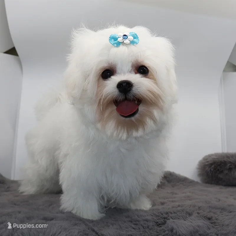 Olaf – Maltese puppy for sale in Los Angeles, CA
