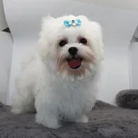 Olaf, a male Maltese for sale in Los Angeles, CA – 1 of 5