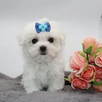 Milo, a male Maltese for sale in Los Angeles, CA – 4 of 5