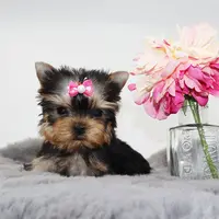 Micro girl Maple, a female Yorkshire Terrier for sale in Los Angeles, CA – Photo 4 of 5