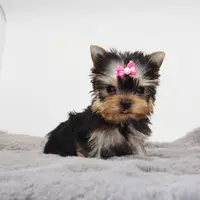 Micro girl Maple, a female Yorkshire Terrier for sale in Los Angeles, CA – Photo 2 of 5