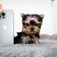 Micro girl Maple, a female Yorkshire Terrier for sale in Los Angeles, CA – Photo 3 of 5