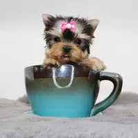 Micro girl Maple, a female Yorkshire Terrier for sale in Los Angeles, CA – Photo 1 of 5