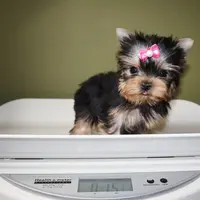 Micro girl Maple, a female Yorkshire Terrier for sale in Los Angeles, CA – Photo 5 of 5