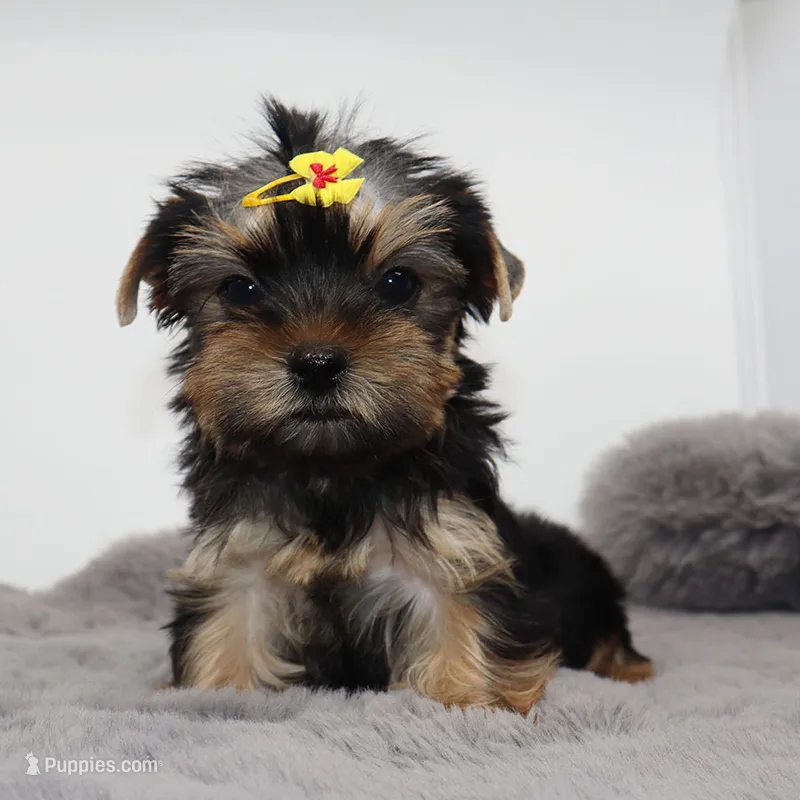 Moonpie – Yorkshire Terrier puppy for sale in Los Angeles, CA