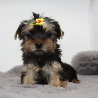 Moonpie, a female Yorkshire Terrier for sale in Los Angeles, CA – 1 of 5