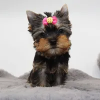 Glossy, a female Yorkshire Terrier for sale in Los Angeles, CA – 3 of 5