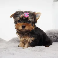 Quinoa, a female Yorkshire Terrier for sale in Los Angeles, CA – 2 of 5