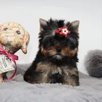 Micro girl Tootsie, a female Yorkshire Terrier for sale in Los Angeles, CA – 4 of 5