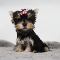 Pepper, a female Yorkshire Terrier for sale in Los Angeles, CA – 2 of 5