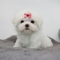 Tiny girl Bambi, a female Maltese for sale in Los Angeles, CA – 4 of 5