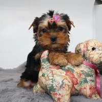 AKC Pringle, a female Yorkshire Terrier for sale in Los Angeles, CA – Photo 2 of 5