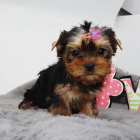 AKC Pringle, a female Yorkshire Terrier for sale in Los Angeles, CA – Photo 3 of 5