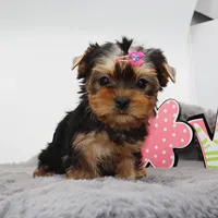 AKC Pringle, a female Yorkshire Terrier for sale in Los Angeles, CA – Photo 4 of 5