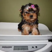 AKC Pringle, a female Yorkshire Terrier for sale in Los Angeles, CA – Photo 5 of 5