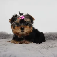 AKC Sabrina, a female Yorkshire Terrier for sale in Los Angeles, CA – 2 of 5