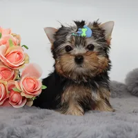 Scout, a male Yorkshire Terrier for sale in Los Angeles, CA – 4 of 5