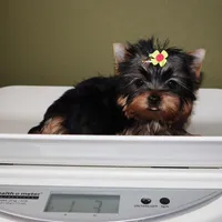 Micro girl Sprinkles, a female Yorkshire Terrier for sale in Los Angeles, CA – 5 of 5