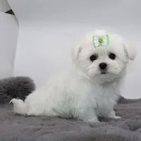 Moony, a male Maltese for sale in Los Angeles, CA – 4 of 5