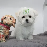 Moony, a male Maltese for sale in Los Angeles, CA – 2 of 5