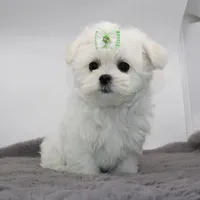 Moony, a male Maltese for sale in Los Angeles, CA – 3 of 5