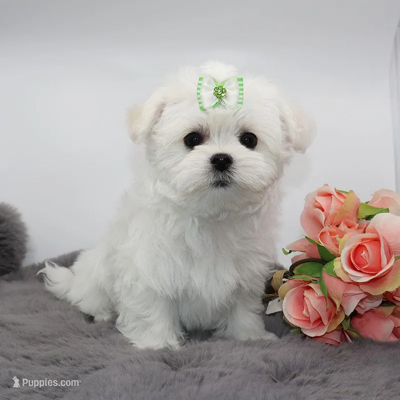 Moony – Maltese puppy for sale in Los Angeles, CA