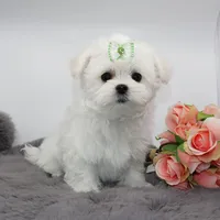 Moony, a male Maltese for sale in Los Angeles, CA – 1 of 5