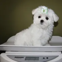 Moony, a male Maltese for sale in Los Angeles, CA – 5 of 5