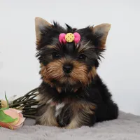 Tiny Hazel, a female Yorkshire Terrier for sale in Los Angeles, CA – 3 of 5