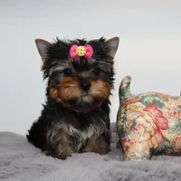 Tiny girl Elfie, a female Yorkshire Terrier for sale in Los Angeles, CA – 4 of 5