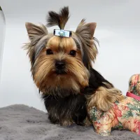 AKC Rolo, a male Yorkshire Terrier for sale in Los Angeles, CA – 5 of 5