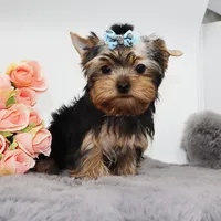 Winnie, a male Yorkshire Terrier for sale in Los Angeles, CA – 3 of 5
