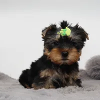 Kirby, a male Yorkshire Terrier for sale in Los Angeles, CA – 1 of 5