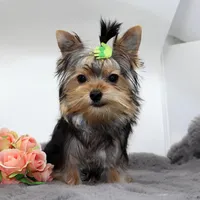 Aspen, a male Yorkshire Terrier for sale in Los Angeles, CA – Photo 3 of 5