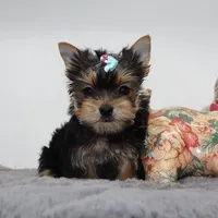 AKC Willow, a male Yorkshire Terrier for sale in Los Angeles, CA – Photo 1 of 5