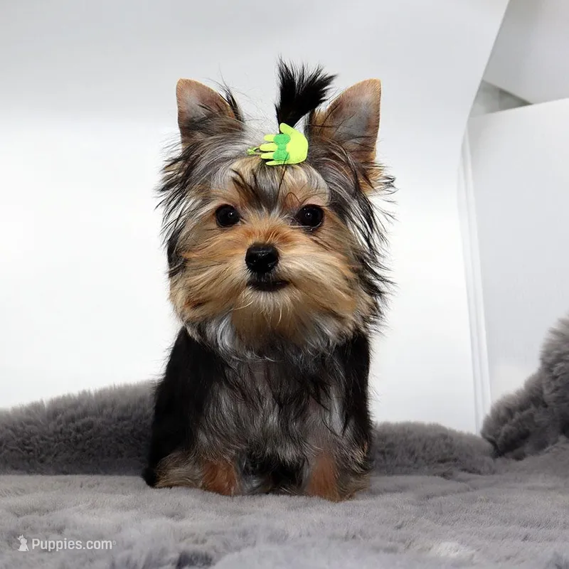 Aspen – Yorkshire Terrier puppy for sale in Los Angeles, CA