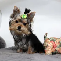 Aspen, a male Yorkshire Terrier for sale in Los Angeles, CA – Photo 4 of 5