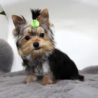 Aspen, a male Yorkshire Terrier for sale in Los Angeles, CA – Photo 2 of 5