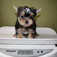 AKC Willow, a male Yorkshire Terrier for sale in Los Angeles, CA – Photo 5 of 5