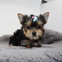 AKC Willow, a male Yorkshire Terrier for sale in Los Angeles, CA – Photo 2 of 5